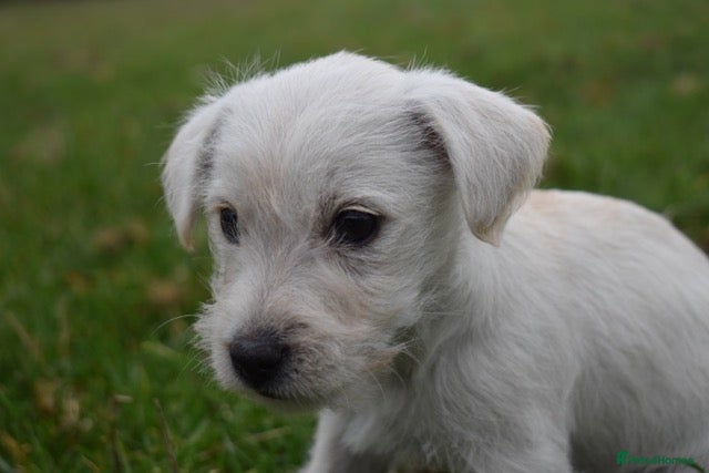 Jack Russell dogs for sale: Gorgeous Rough Coated Jack Russell Puppies - Advert 1