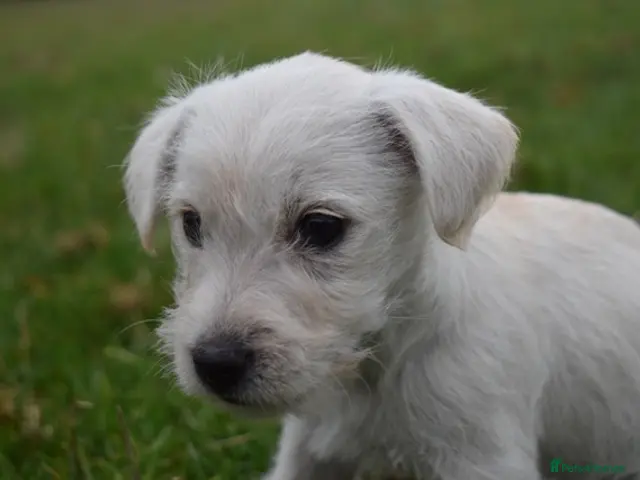 Jack Russell dogs for sale: Gorgeous Rough Coated Jack Russell Puppies - Advert 1