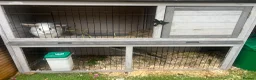 Mixed Breed rabbits for sale: Rabbit with hutch - Advert 3