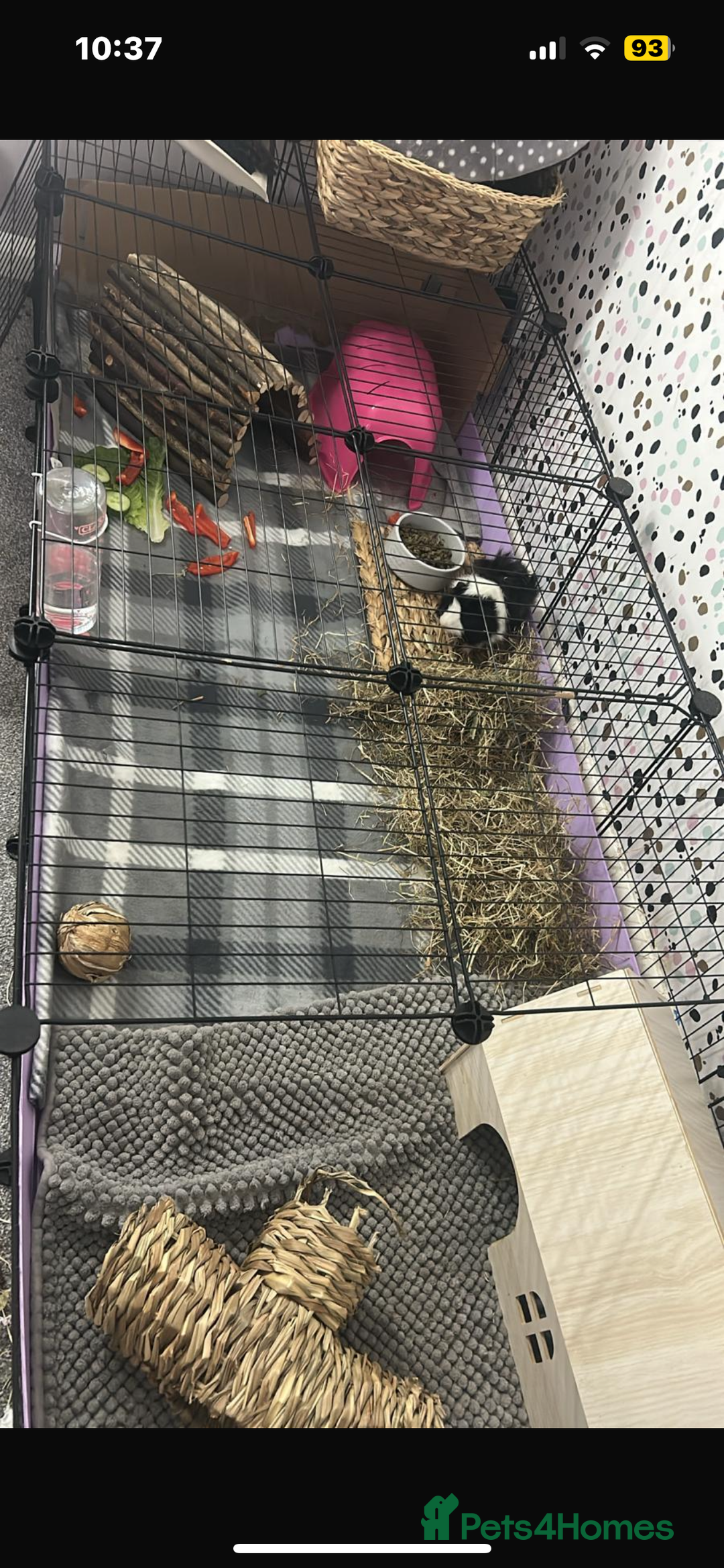 Guinea Pig rodents for sale: 2 Male Guinea Pigs + Large Cage – 5 Months Old - Image 8