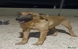 Mixed Breed dogs for adoption: 💖Hope and a Bright Future for DAMA - Image 1
