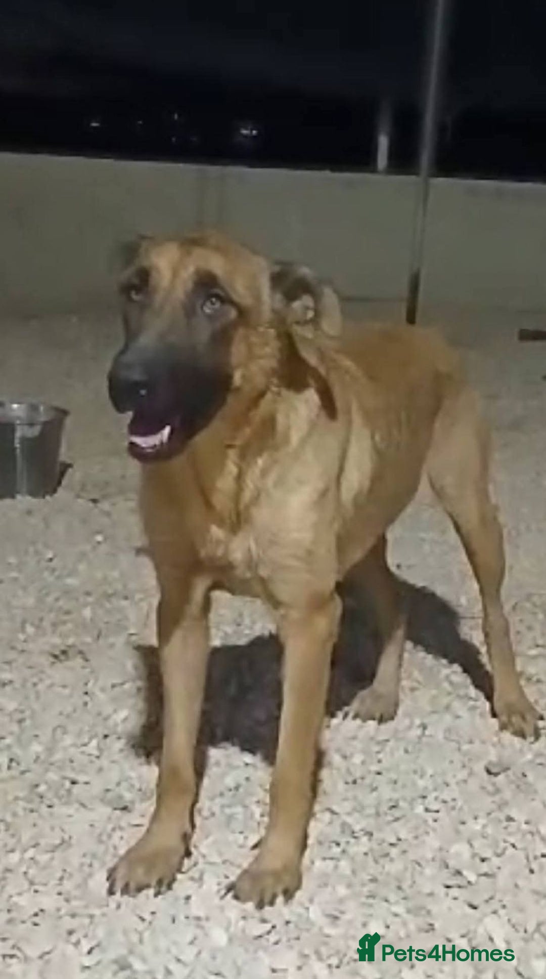 Mixed Breed dogs for adoption: 💖Hope and a Bright Future for DAMA - Image 1