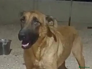 Mixed Breed dogs - Advert 14