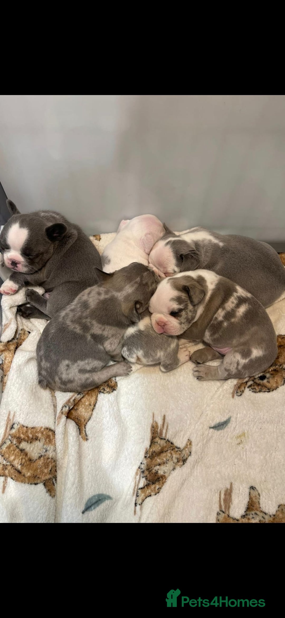 French Bulldog dogs for sale: Husky Panda Koi Frenchie = last 3 ready next week - Image 19