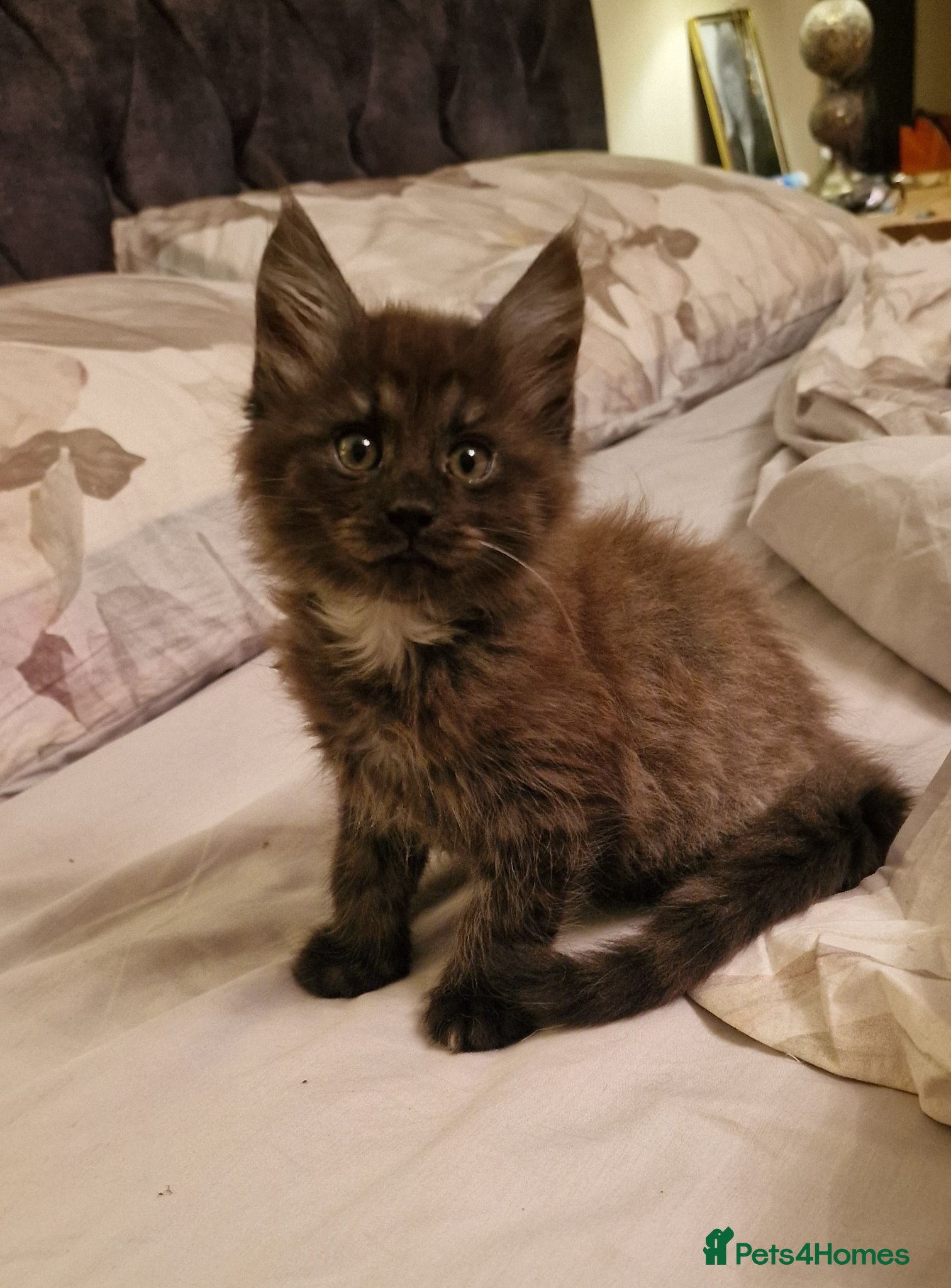 Maine Coon cats Gorgeous Half Maine Coon Litter  - Advert 4