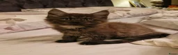 Maine Coon cats for sale: Gorgeous Half Maine Coon Litter  - Advert 10