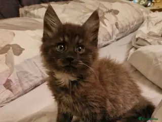Maine Coon cats Gorgeous Half Maine Coon Litter - Advert 4