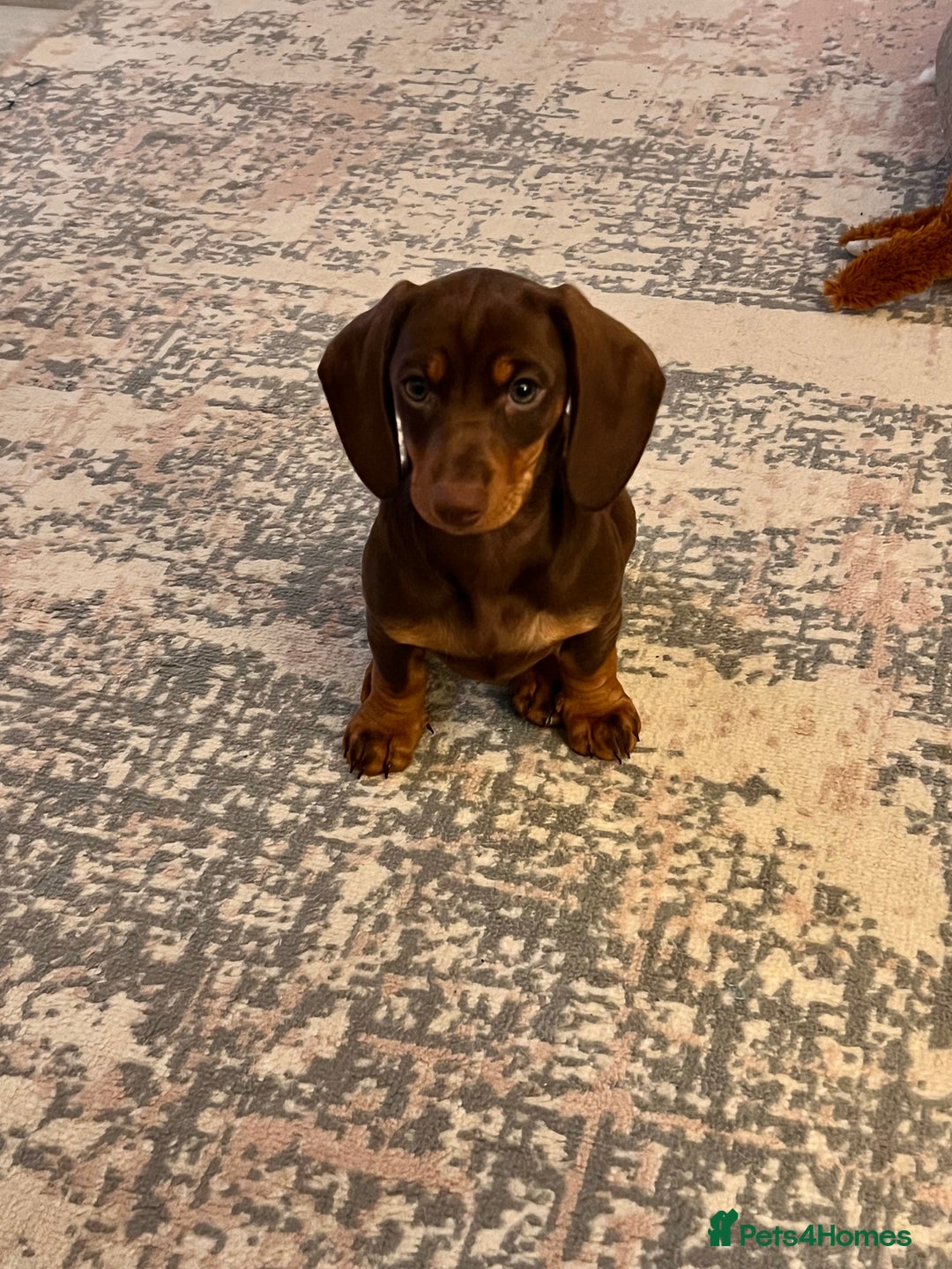 Dachshund dogs for sale: Adorable 12-Week-Old Brown & Tan Dachshund - Advert 3