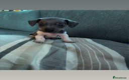 Miniature Dachshund dogs for sale: Micro mini dachshund  - Image 4