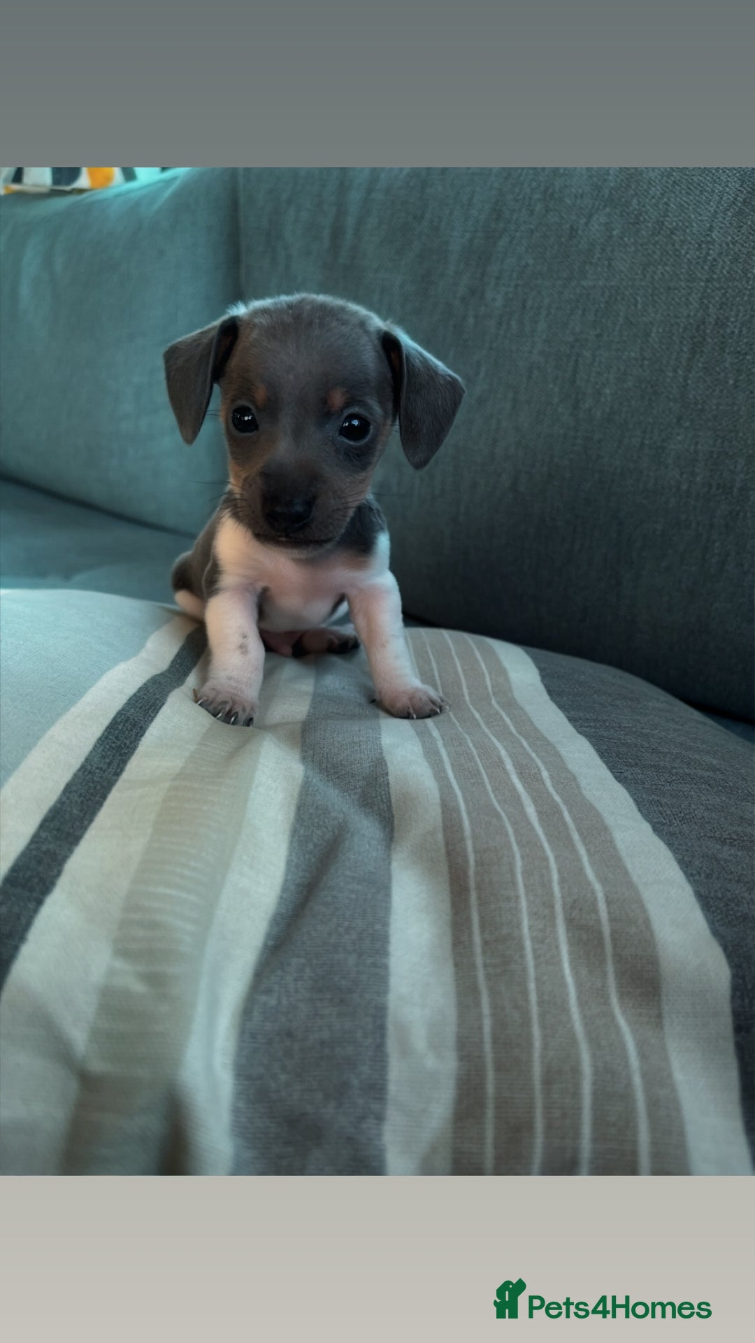 Miniature Dachshund dogs for sale: Micro mini dachshund  - Image 4