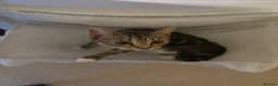 Mixed Breed cats for sale: Brown Tabby cat up for adoption!<3 in Oxford - Advert 9