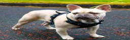 French Bulldog dogs for stud: Lilac Fawn carrying tan, testable choc and fluffy in Motherwell - Advert 2