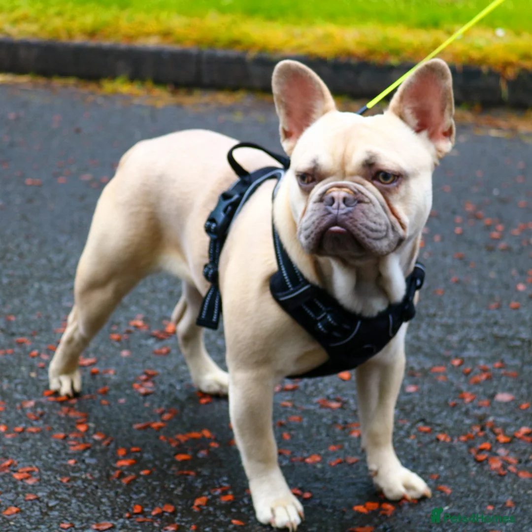 French Bulldog dogs for stud: Lilac Fawn carrying tan, testable choc and fluffy in Motherwell - Advert 2