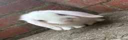 Mini Lop rabbits for sale: Broken-White Buck, Read to leave 6th June - Advert 4