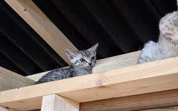 Bengal cats for sale: Bengal cross kittens - Image 9