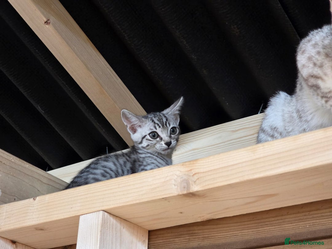 Bengal cats for sale: Bengal cross kittens - Image 9