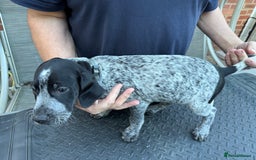 Mixed Breed dogs for sale: German shorthair pointer/wirehairpointer - Image 10