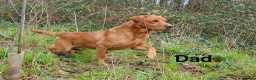 Labrador Retriever dogs for sale: Fox red Labrador puppies for sale - Advert 3