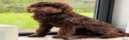 Labradoodle dogs for sale: Labradoodles 11th plus generation  - Advert 17