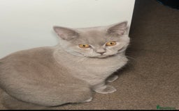 British Shorthair cats for stud: Lilac British shorthair male - Image 3