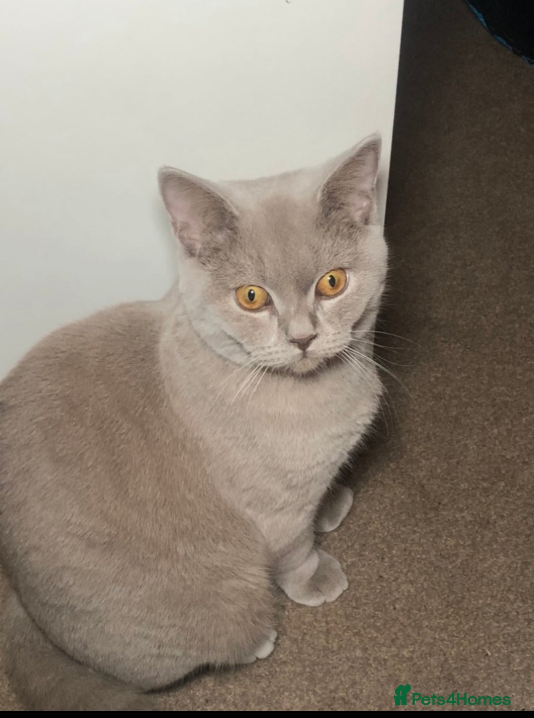 British Shorthair cats for stud: Lilac British shorthair male - Image 3