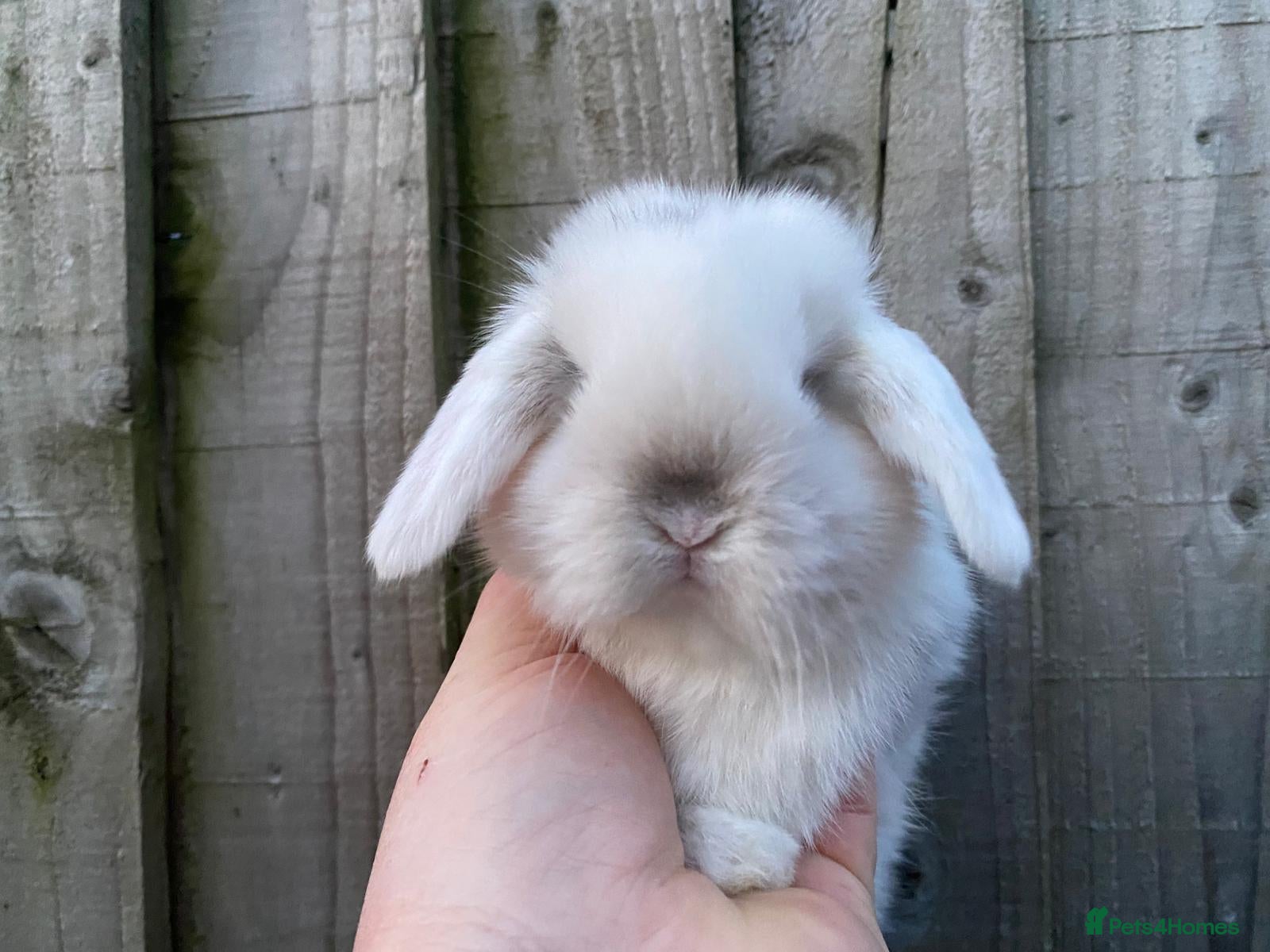 Mini Lop rabbits 🧡Gorgeous and friendly mini lop babies 🧡 - Advert 1