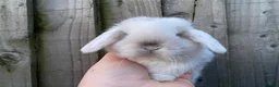 Mini Lop rabbits for sale: 🧡Gorgeous and friendly mini lop babies 🧡 - Advert 1