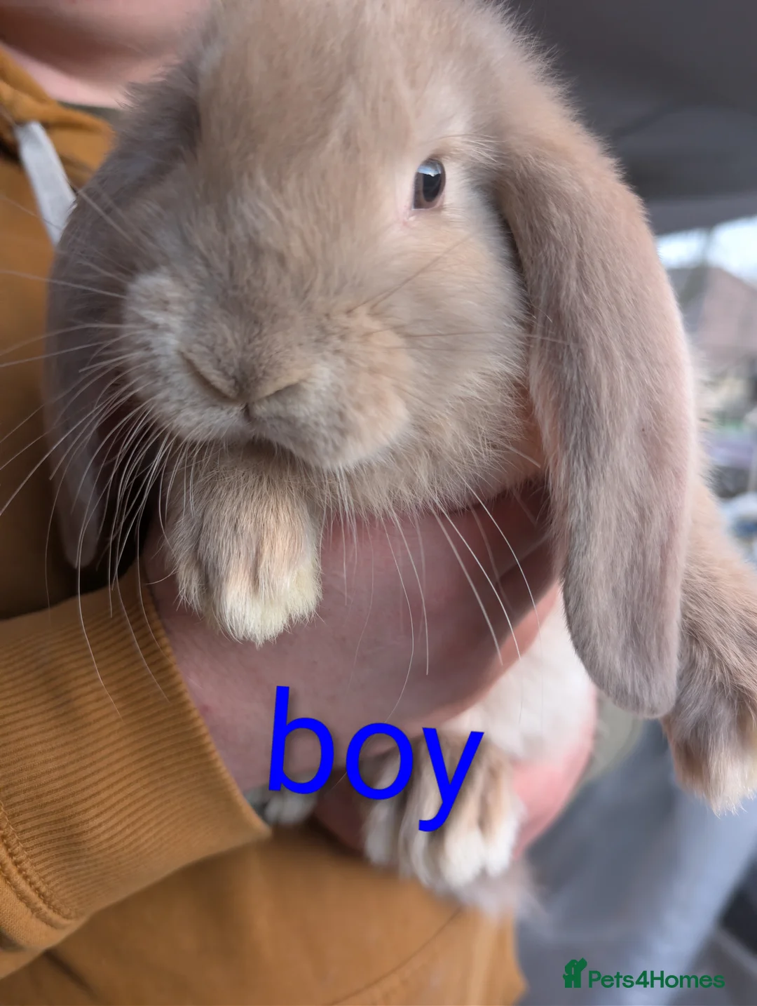 French Lop rabbits for sale: Giant French lop  - Advert 4