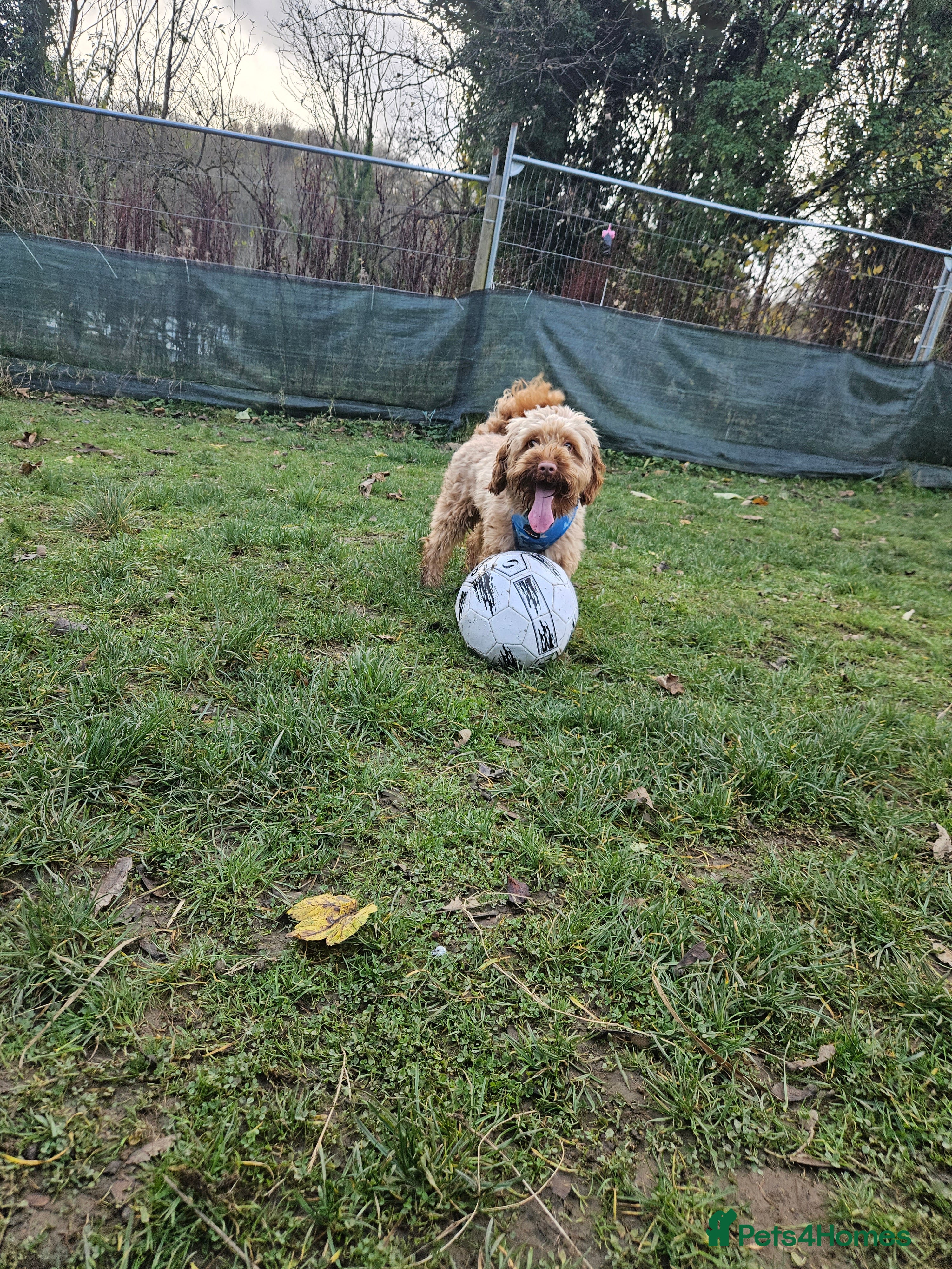 Cockapoo dogs Male cockapoo  - Advert 1