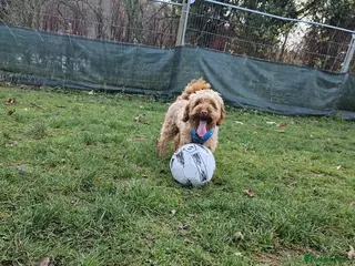 Cockapoo dogs Male cockapoo - Advert 1