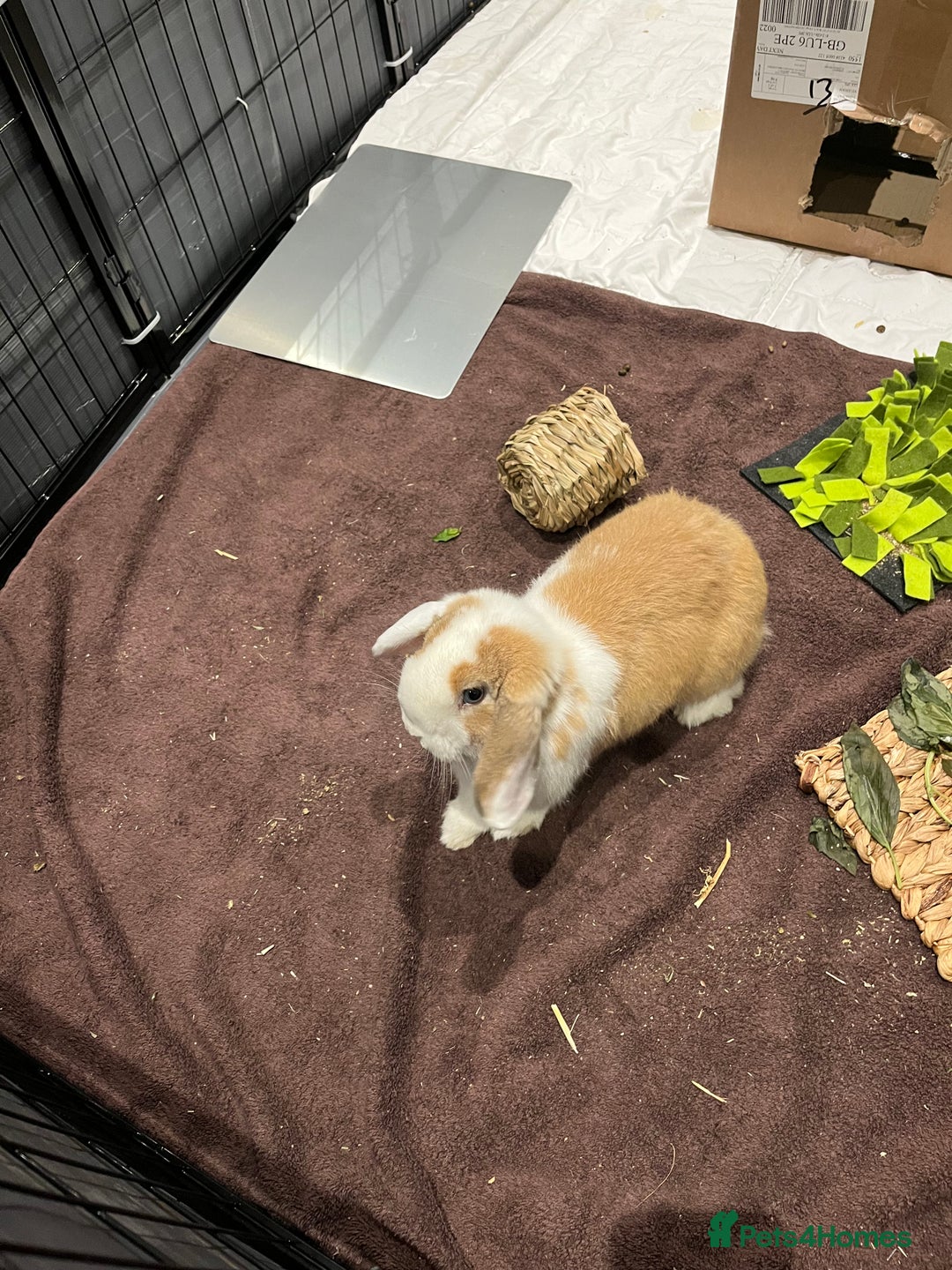 Mini Lop rabbits for sale: Male rabbit for sale - Advert 3