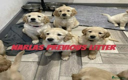 Golden Retriever dogs for sale: Golden Retriever Puppies due any day now!!! - Image 8