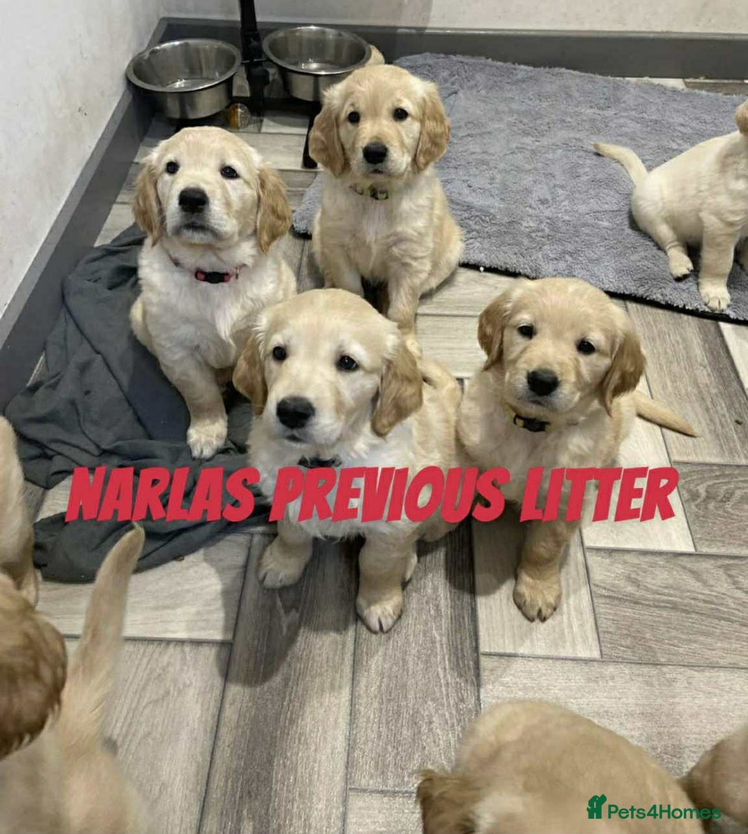 Golden Retriever dogs for sale: Golden Retriever Puppies due any day now!!! - Image 8