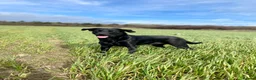 Labrador Retriever dogs for stud: KC REG LABRADOR for STUD  - Advert 2