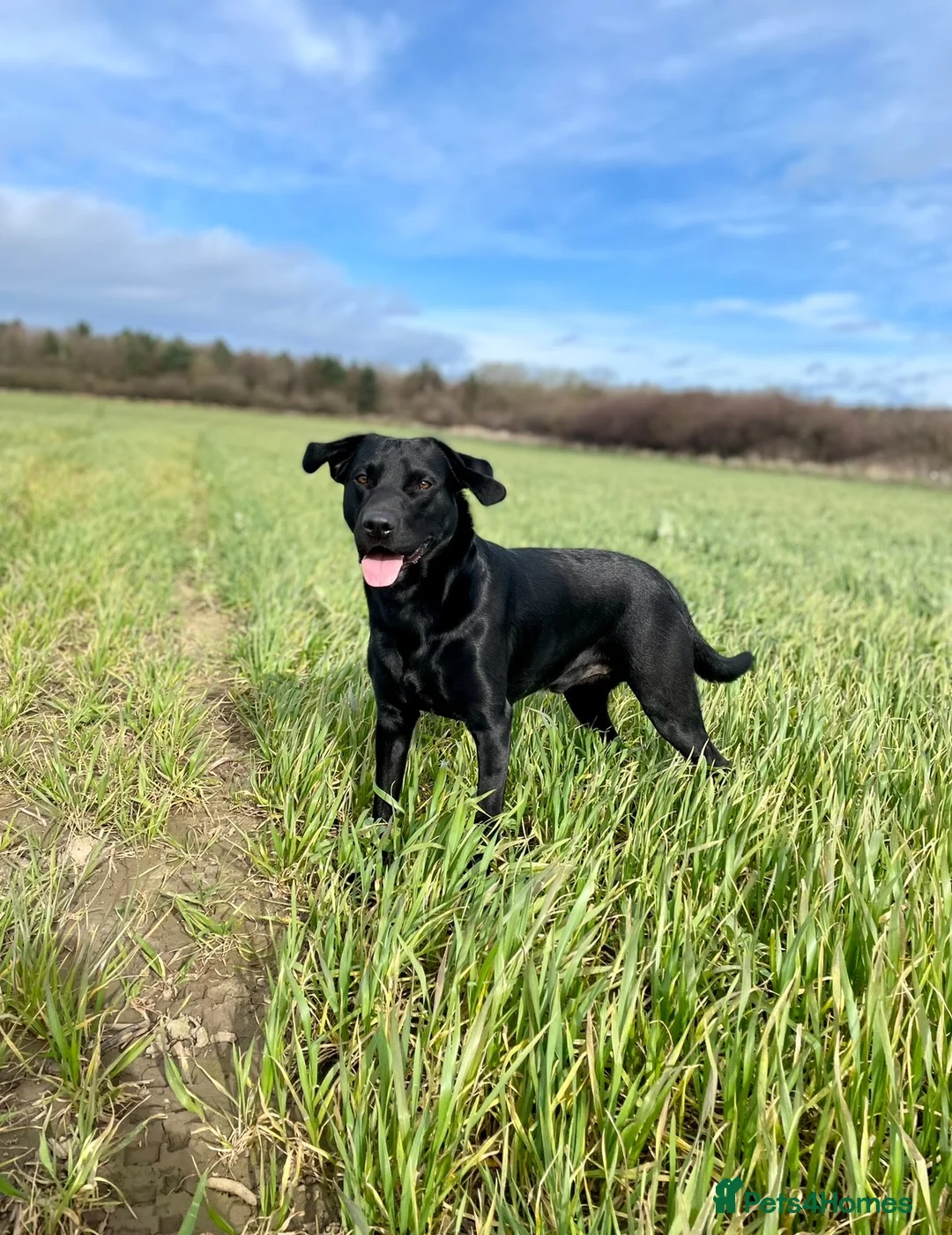 Labrador Retriever dogs for stud: KC REG LABRADOR for STUD  - Advert 2