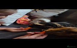 Guinea Pig rodents for sale: 3x male guinea pigs - Advert 2