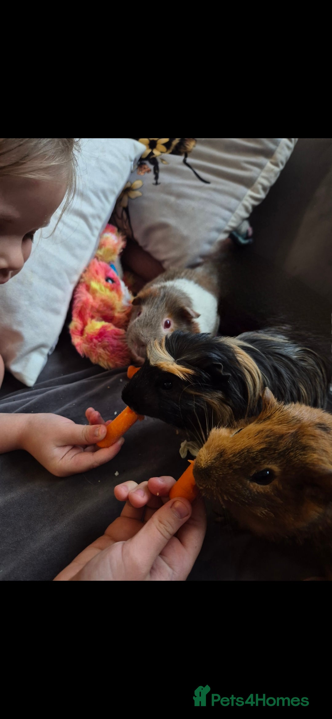 Guinea Pig rodents for sale: 3x male guinea pigs - Advert 2