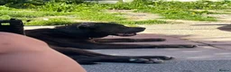Cane Corso dogs for sale: Male 2 years old Cane Corso  - Advert 4