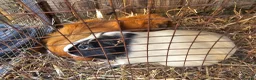 Guinea Pig rodents for sale: 3 female Guinea pigs for sale - Advert 5