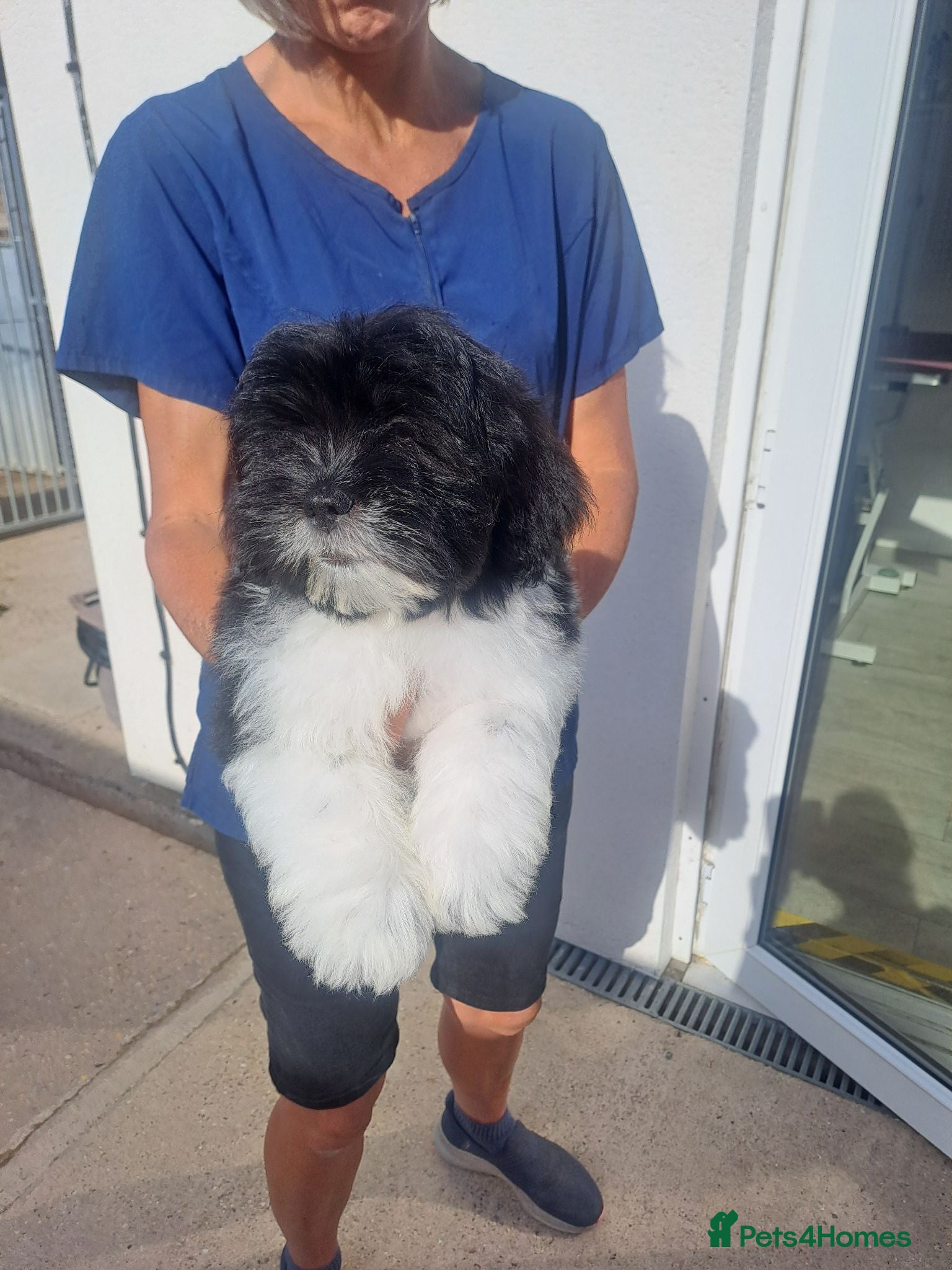Lhasapoo dogs Lhasapoo Fully Vaccinated  - Advert 2