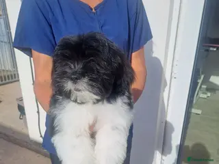 Lhasapoo dogs Lhasapoo Fully Vaccinated - Advert 6