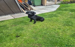 Springador dogs for sale: Labrador  - Image 4