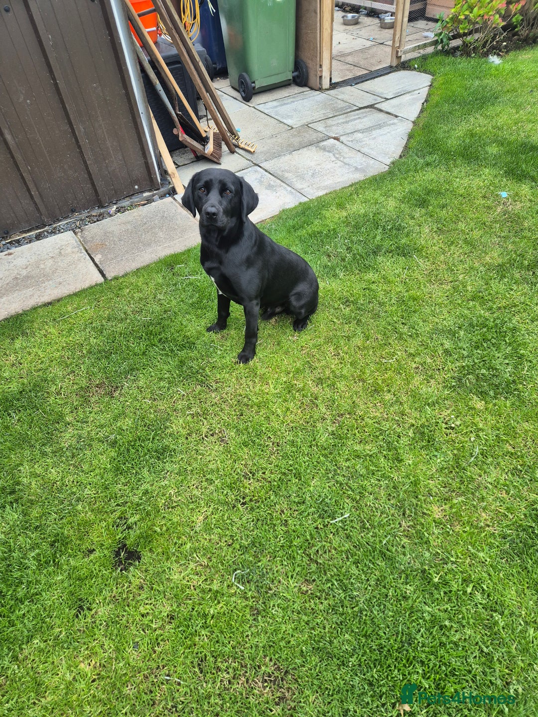 Springador dogs for sale: Labrador  - Image 4