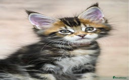 Maine Coon cats for sale: 🥇 5 Generation Pedigree - TICA registered  🌟 - Advert 14