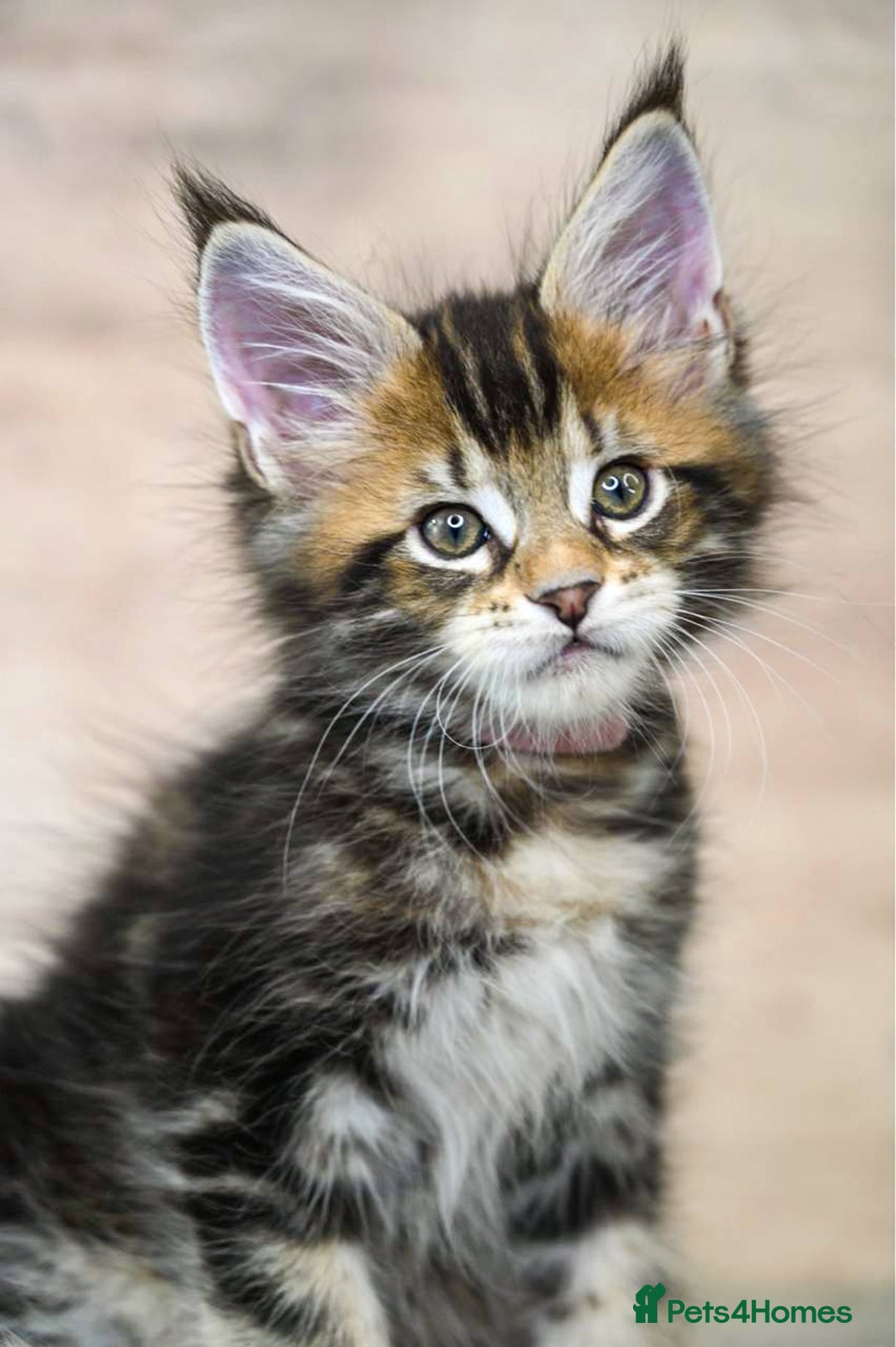 Maine Coon cats for sale: 🥇 5 Generation Pedigree - TICA registered  🌟 - Advert 14