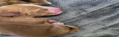 Cocker Spaniel 2