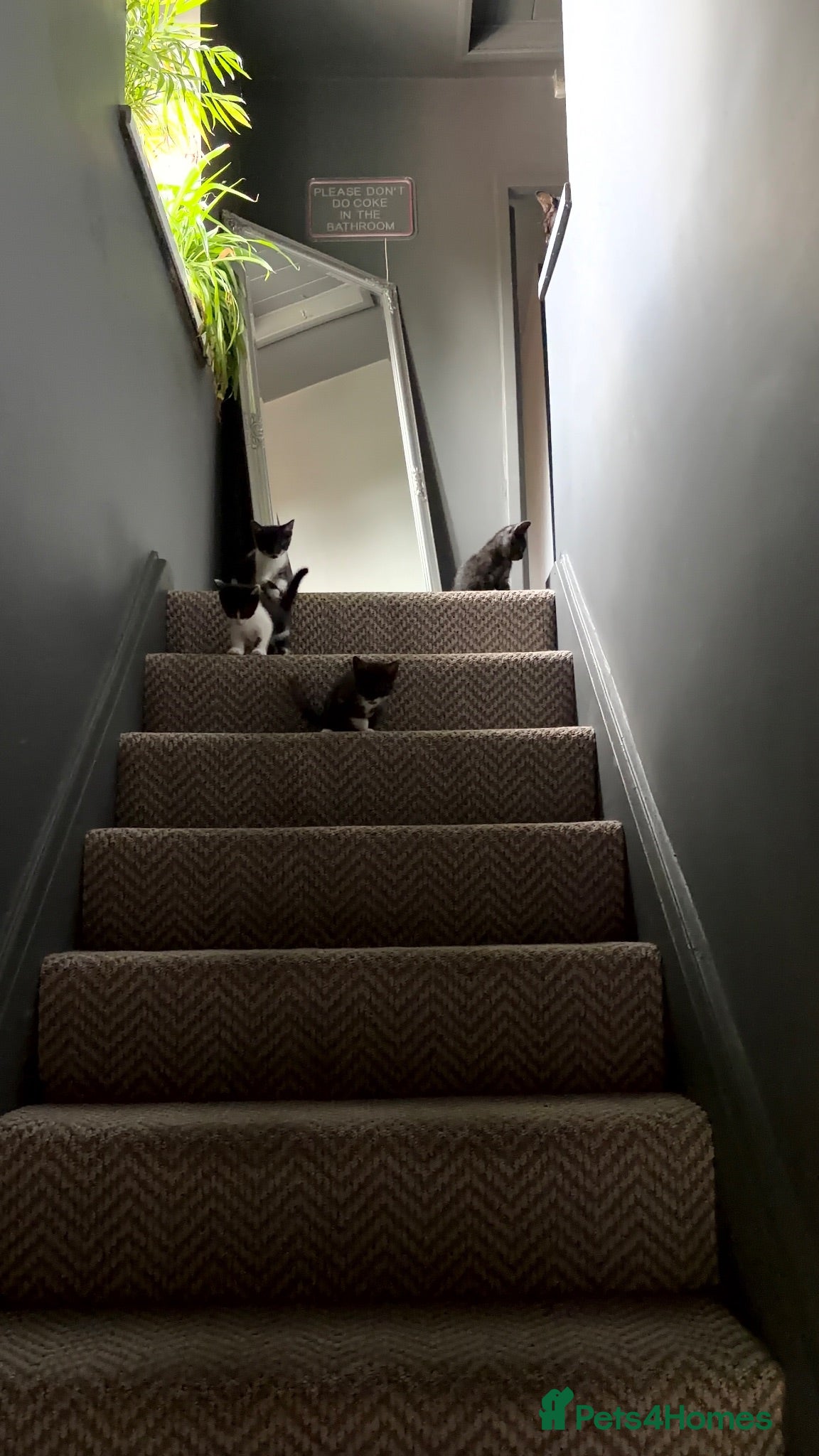 Mixed Breed cats Gorgeous Playful Kittens - Advert 2