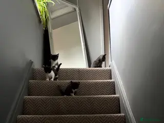 Mixed Breed cats Gorgeous Playful Kittens - Advert 1