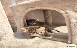 Ragdoll cats for sale: Ragdoll cross Persian kittens - Image 3