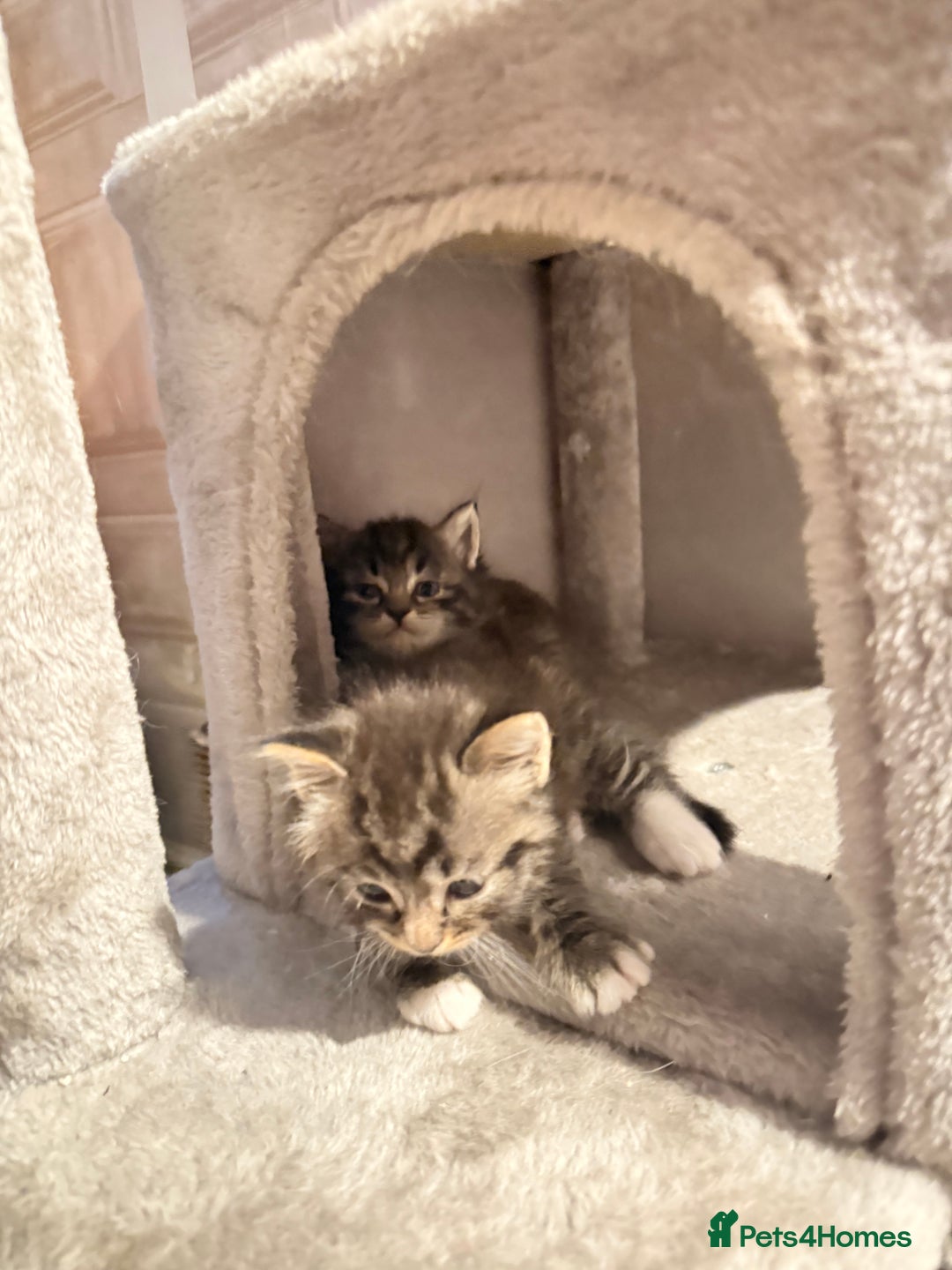 Ragdoll cats for sale: Ragdoll cross Persian kittens - Image 3